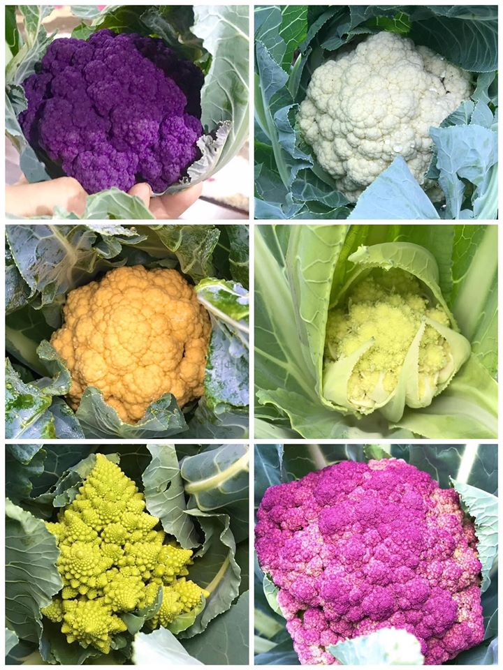 Ngắm khu vườn đủ loại rau quả rộng hơn 100m² trên mái nhà với 100 triệu đồng đầu tư thiết kế của gia đình ở Hà Nội-14