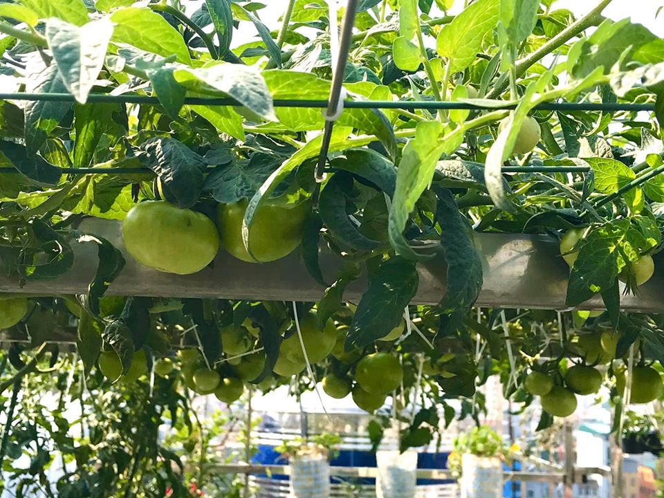 Ngắm khu vườn đủ loại rau quả rộng hơn 100m² trên mái nhà với 100 triệu đồng đầu tư thiết kế của gia đình ở Hà Nội-16
