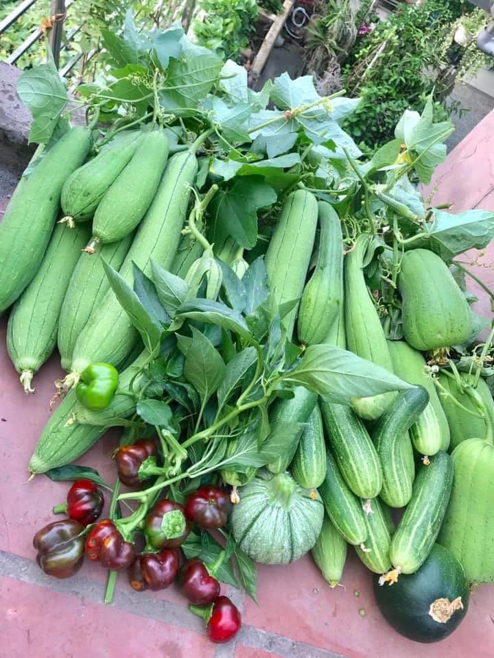 Ngắm khu vườn đủ loại rau quả rộng hơn 100m² trên mái nhà với 100 triệu đồng đầu tư thiết kế của gia đình ở Hà Nội-18