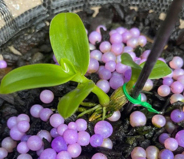 Hé lộ nguyên nhân khiến thị trường lan đột biến sôi động sau dịch Covid-19-1