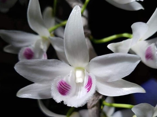 Hé lộ nguyên nhân khiến thị trường lan đột biến sôi động sau dịch Covid-19-2