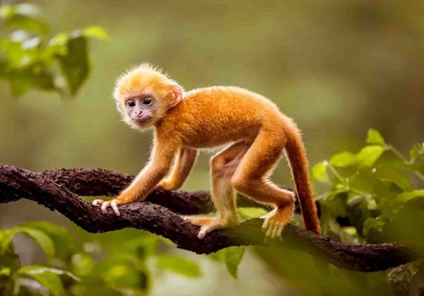 Đây là 3 con giáp may mắn hết phần thiên hạ, tận hưởng giàu sang nhất cuối tuần này-3