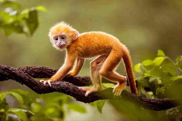 3 con giáp làm cật lực, chăm chỉ tích cóp hơn người cuối cùng cũng được giàu sang sau tuổi 35-4