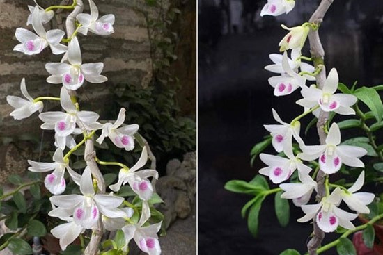 Tại sao lan đột biến có giá trên trời?