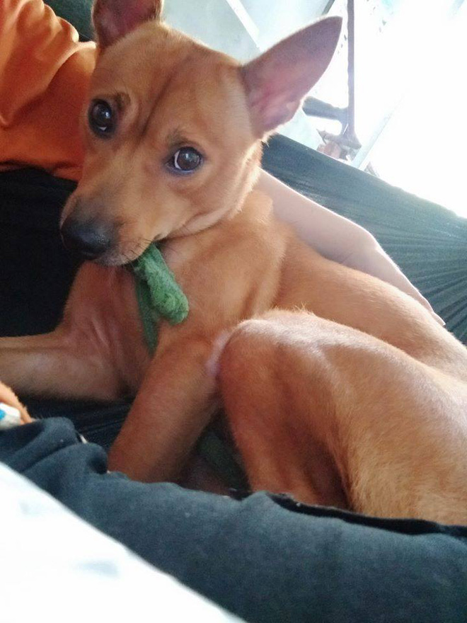 Bài văn tả con chó của cô bé tiểu học khiến tất cả bật cười vì có lúc bỏ nhà theo trai rồi-1