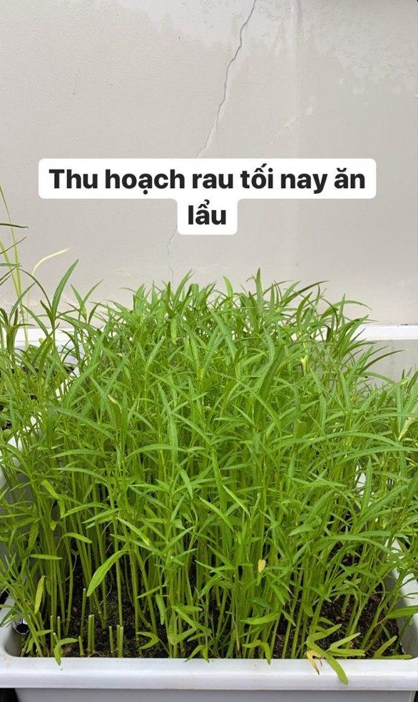 Sống trong nhung lụa nhưng Tăng Thanh Hà vẫn dạy các con làm vườn, thành quả mới thật sự khiến ai nấy tròn xoe mắt-1