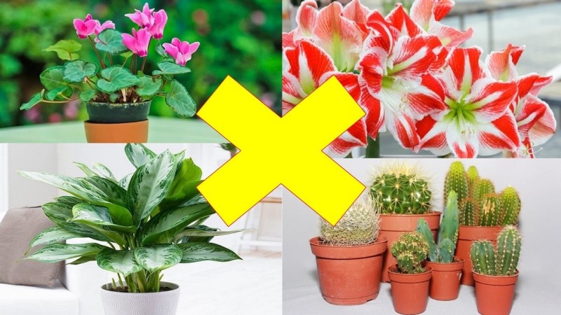 Loại hoa dù đẹp đến mấy cũng chớ cắm trong nhà kẻo gặp họa, loại thứ 2 nhiều người chơi nhất-1