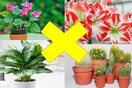 Loại hoa dù đẹp đến mấy cũng chớ cắm trong nhà kẻo gặp họa, loại thứ 2 nhiều người chơi nhất