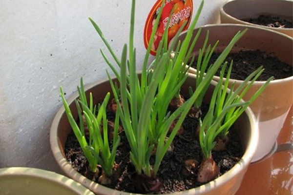 Cho vài giọt gia vị này vào, đảm bảo ngan luộc sạch mùi tanh, thơm ngon đậm vị-2