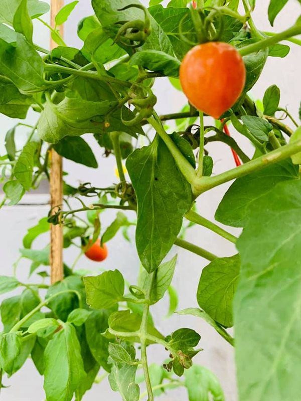 Hoa hậu một con bí ẩn nhất Việt Nam, ở biệt thự rộng lớn, rau trồng ăn không xuể-7