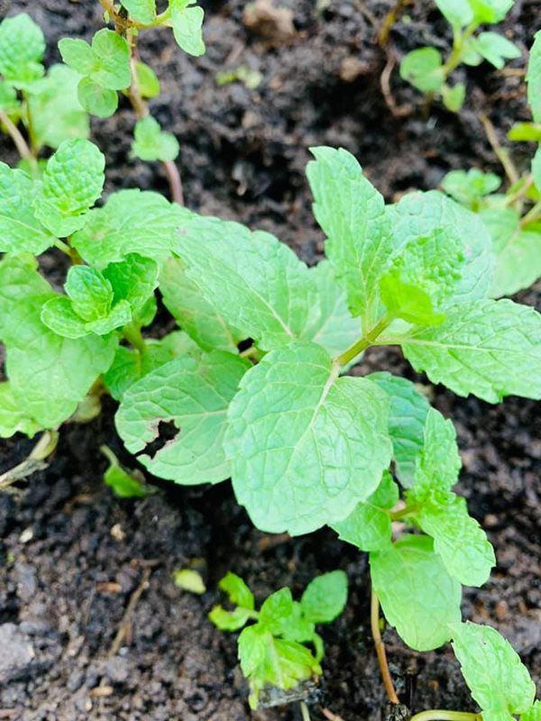 Hoa hậu một con bí ẩn nhất Việt Nam, ở biệt thự rộng lớn, rau trồng ăn không xuể-8