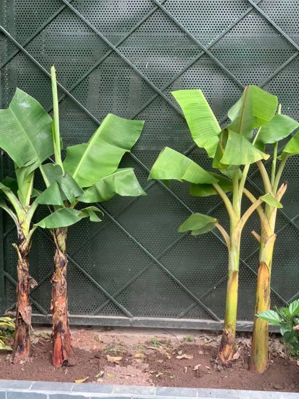 Hoa hậu một con bí ẩn nhất Việt Nam, ở biệt thự rộng lớn, rau trồng ăn không xuể-19