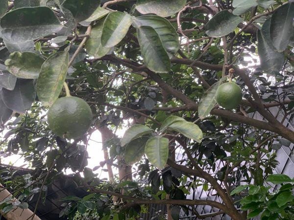 Hoa hậu một con bí ẩn nhất Việt Nam, ở biệt thự rộng lớn, rau trồng ăn không xuể-21