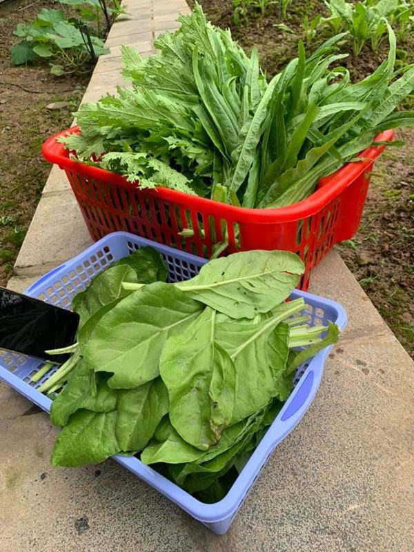 Hoa hậu một con bí ẩn nhất Việt Nam, ở biệt thự rộng lớn, rau trồng ăn không xuể-22