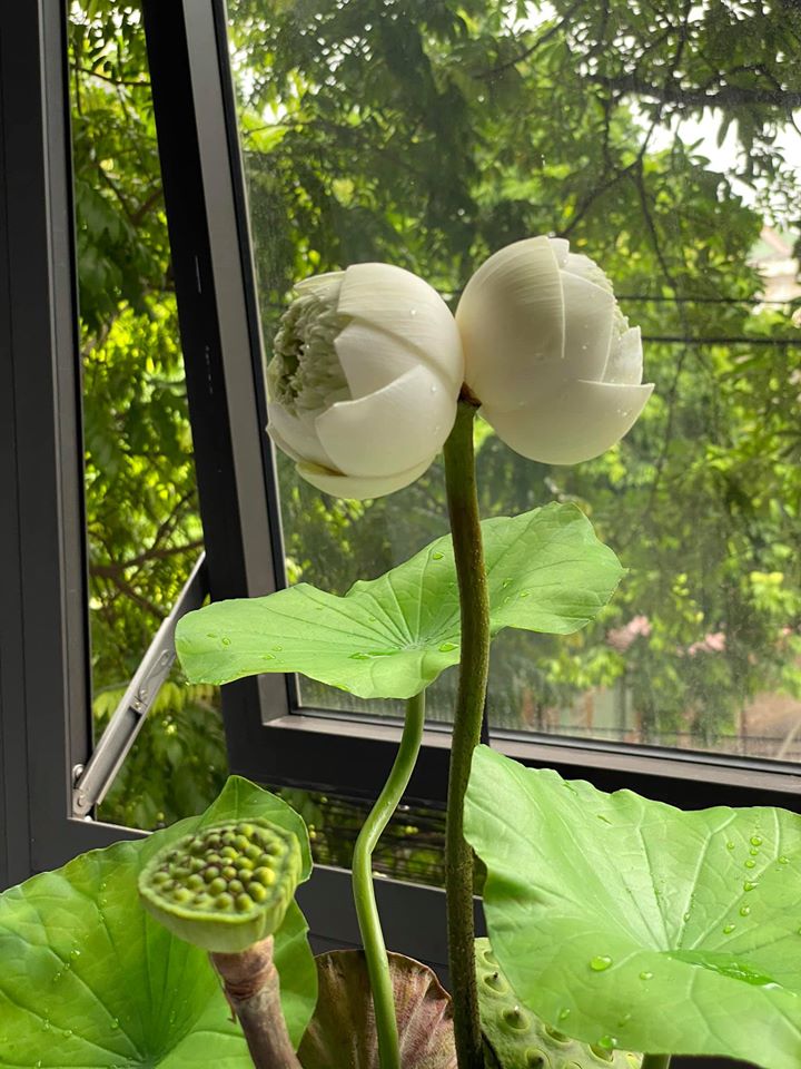 Quý hiếm những đóa sen sinh đôi mang tên Tịnh Đế, giá bán cao 200.000 đồng/bông vẫn nhiều người chờ được mua-1