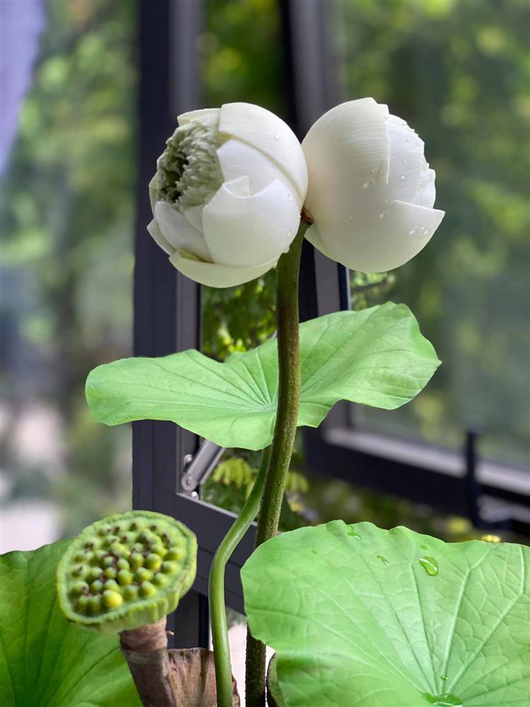 Quý hiếm những đóa sen sinh đôi mang tên Tịnh Đế, giá bán cao 200.000 đồng/bông vẫn nhiều người chờ được mua-2