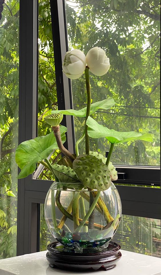 Quý hiếm những đóa sen sinh đôi mang tên Tịnh Đế, giá bán cao 200.000 đồng/bông vẫn nhiều người chờ được mua-3