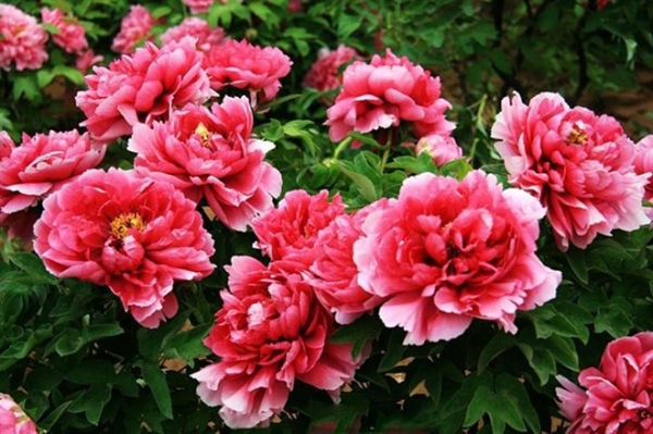 Cách chọn hoa tươi hợp phong thủy giúp gia chủ rước tài lộc vào nhà, cuộc sống luôn sung túc-1