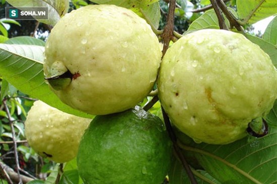 Mẹo chọn ổi giòn ngon, đảm bảo 'bách phát bách trúng'