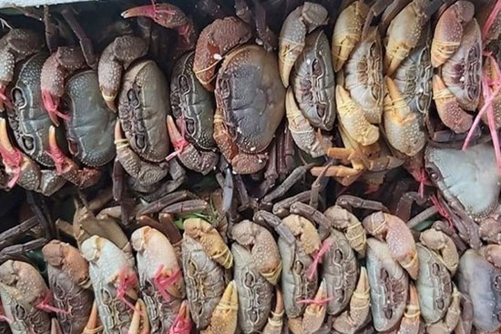 Đặc sản núi 'ngon hơn cua biển, rẻ hơn cua đồng', dân buôn hốt bạc