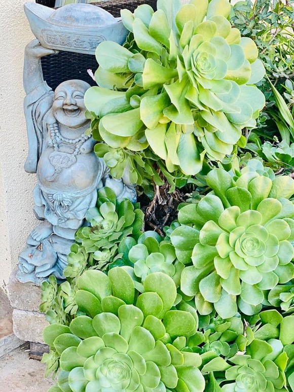 Ca sĩ Bằng Kiều khoe hoa quả thu hoạch trong vườn nhà, nhìn là mê-7