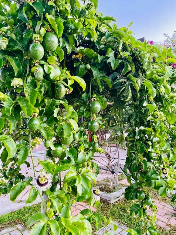 Ca sĩ Bằng Kiều khoe hoa quả thu hoạch trong vườn nhà, nhìn là mê-8