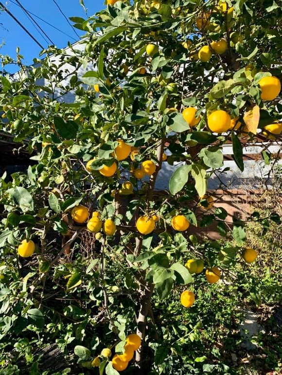 Ca sĩ Bằng Kiều khoe hoa quả thu hoạch trong vườn nhà, nhìn là mê-10