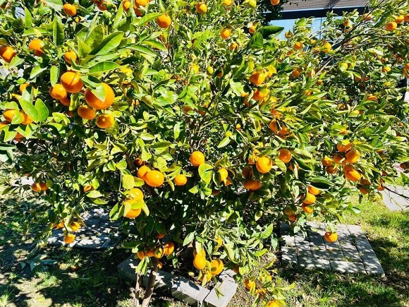 Ca sĩ Bằng Kiều khoe hoa quả thu hoạch trong vườn nhà, nhìn là mê-11