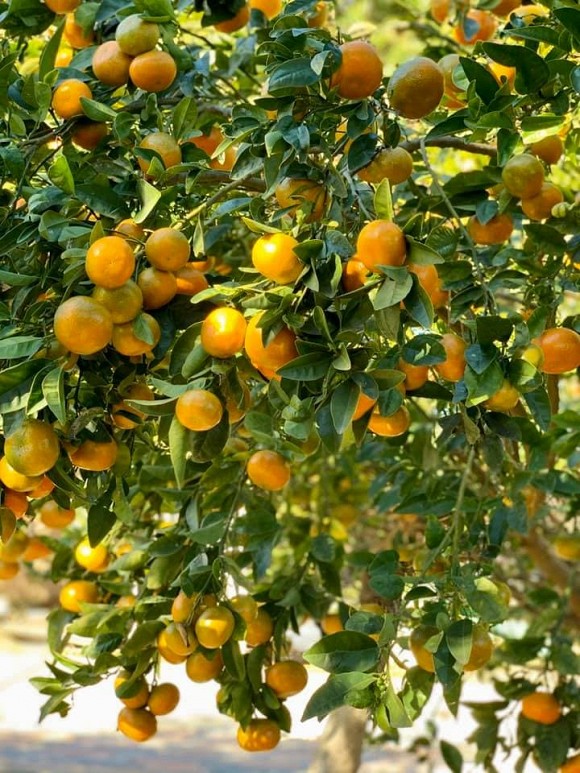 Ca sĩ Bằng Kiều khoe hoa quả thu hoạch trong vườn nhà, nhìn là mê-12