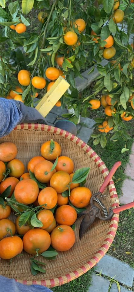 Ca sĩ Bằng Kiều khoe hoa quả thu hoạch trong vườn nhà, nhìn là mê-13