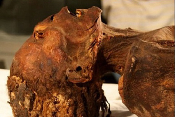 Xác ướp đôi nam nữ phủ kín vàng, yên nghỉ cùng nhau 2.000 năm trong đền cổ hé lộ nơi an táng bí mật của nữ vương tài sắc vẹn toàn Cleopatra-6