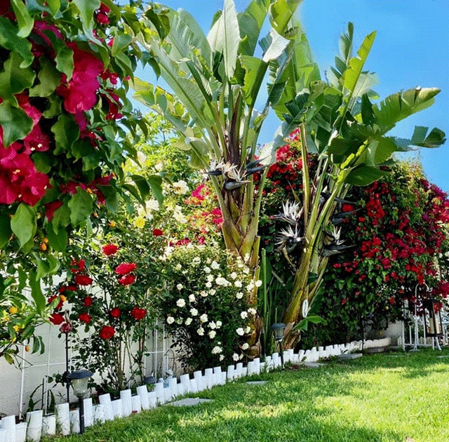 Khu vườn rộng 300 m2 của mẹ Việt ở Mỹ khiến bao người mê mẩn-2