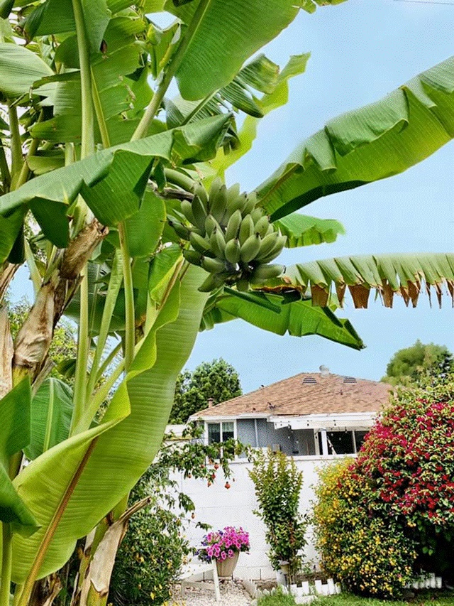 Khu vườn rộng 300 m2 của mẹ Việt ở Mỹ khiến bao người mê mẩn-5