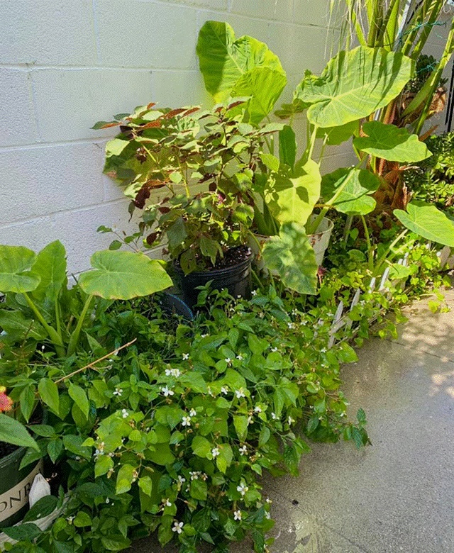 Khu vườn rộng 300 m2 của mẹ Việt ở Mỹ khiến bao người mê mẩn-8