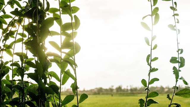 Bỏ Sài Gòn về quê, đôi vợ chồng chi 1 tỷ đồng cải tạo nhà cấp 4 sống an yên-9