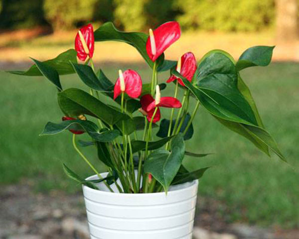 Vừa lọc không khí vừa hút tài lộc cho gia chủ nhưng 5 loại cây cảnh này lại có độc cần cân nhắc kỹ lưỡng trước khi trồng-5