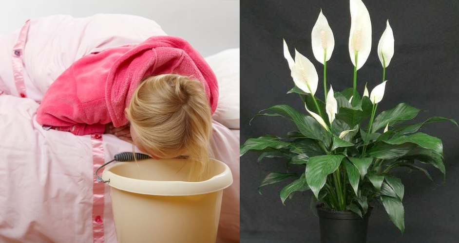 Vừa lọc không khí vừa hút tài lộc cho gia chủ nhưng 5 loại cây cảnh này lại có độc cần cân nhắc kỹ lưỡng trước khi trồng-7