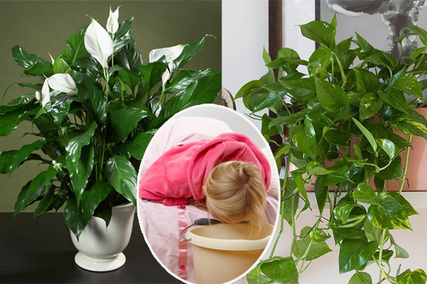 Âm thầm đặt 3 loại cây này lên bàn thờ Thần Tài, gia chủ gánh lộc về nhà, tiền bạc đầy tay-3