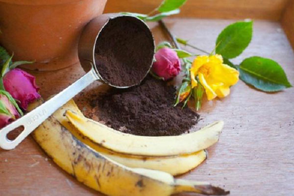 Cho bìa đậu xuống đất, 2 ngày sau hoa, rau nở rộ đầy sức sống, sạch sâu bệnh khiến bạn bất ngờ-1