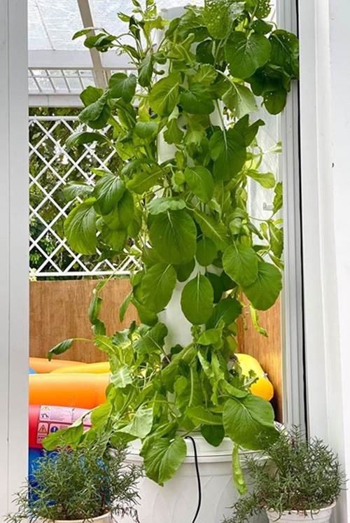 Ông xã đại gia tặng biệt thự 200m2, nghệ sĩ Kim Chi tự trồng rau ăn 5 bữa không hết-5