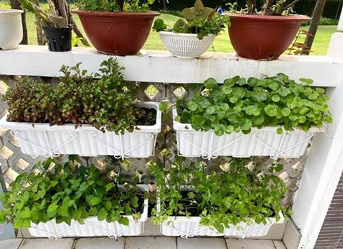 Ông xã đại gia tặng biệt thự 200m2, nghệ sĩ Kim Chi tự trồng rau ăn 5 bữa không hết-7