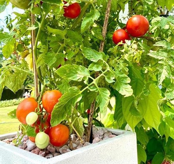 Ông xã đại gia tặng biệt thự 200m2, nghệ sĩ Kim Chi tự trồng rau ăn 5 bữa không hết-12