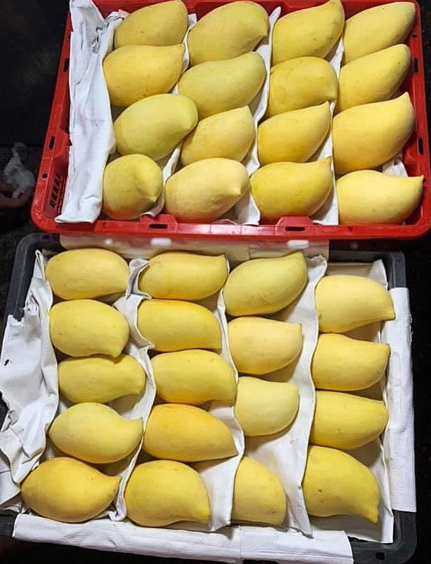 Sự thật xuất xứ xoài mỏ quả vàng rực tràn về chợ Hà Nội-2