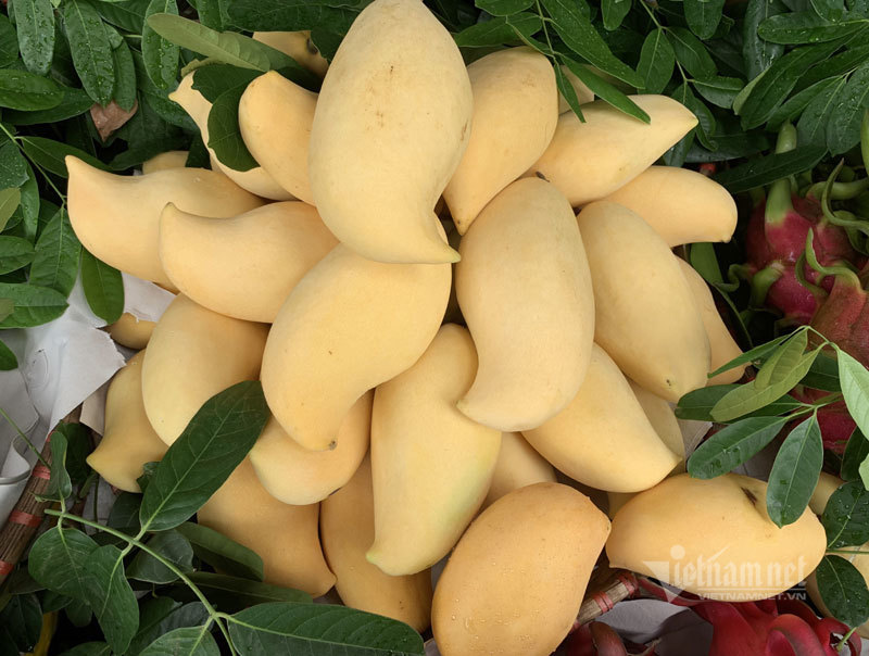 Sự thật xuất xứ xoài mỏ quả vàng rực tràn về chợ Hà Nội-1