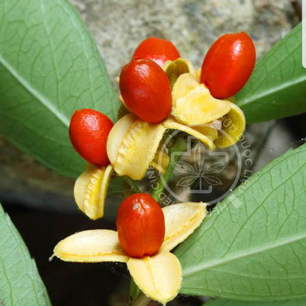 Hiểu đúng về cây xạ đen hỗ trợ chống ung thư-2