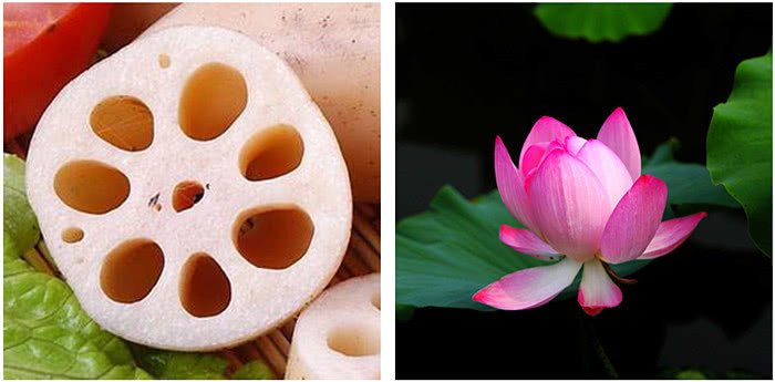 Cùng là củ sen nhưng loại 7 lỗ và 9 lỗ khác nhau, nếu chọn sai bạn sẽ phí tiền-3