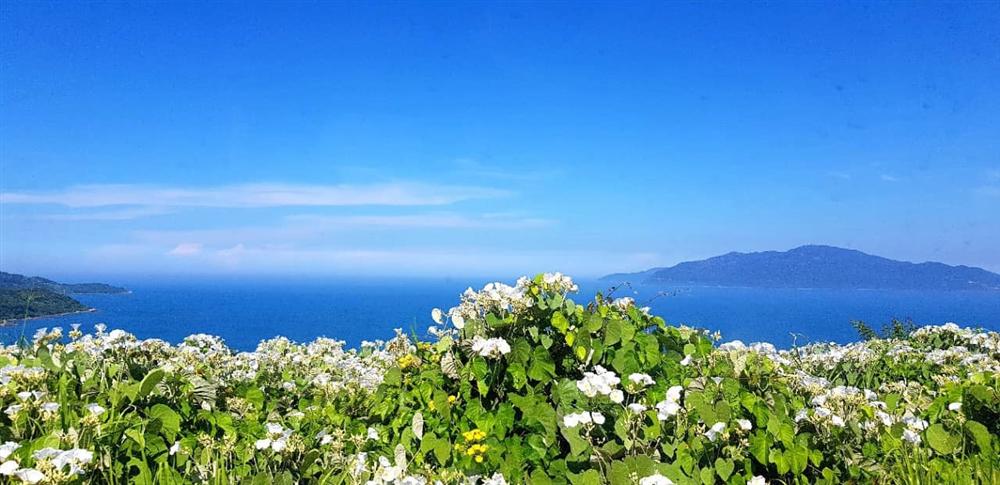 5 năm quần quật ở xứ người, ngày về mới phát hiện ‘nuôi con tu hú’-1