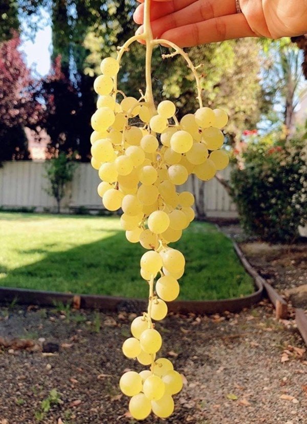 3 nàng hậu khoái làm vườn hơn showbiz: Phạm Hương có biệt thự bên Mỹ cũng không bằng Giáng My-3