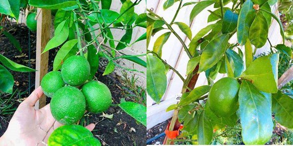 3 nàng hậu khoái làm vườn hơn showbiz: Phạm Hương có biệt thự bên Mỹ cũng không bằng Giáng My-6