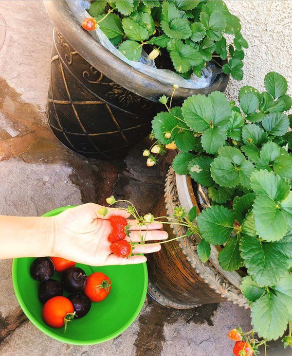 3 nàng hậu khoái làm vườn hơn showbiz: Phạm Hương có biệt thự bên Mỹ cũng không bằng Giáng My-7